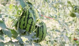 寿光网红大瓜 吃瓜网官网免费观看,吃瓜网官网免费直播，带你一探究竟